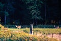 White-tailed deer odocoileus virginianus buck and doe walking in a field Royalty Free Stock Photo
