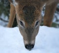 White-tailed Deer - Odocoileus virginianus, closeup portrait of a young doe. Royalty Free Stock Photo