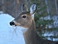 White-tailed Deer - Odocoileus virginianus, closeup portrait of a young doe Royalty Free Stock Photo