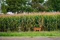 White-tailed deer odocoileus virginianus eating corn from a Wisconsin cornfield in early September Royalty Free Stock Photo