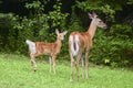 White-tailed Deer odocoileus virginianus with fawn in early spring