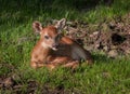 White-Tailed Deer (Odocoileus virginianus) Fawn in Grasses Royalty Free Stock Photo