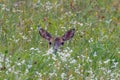 White-tailed deer Odocoileus virginianus fawn hiding behind grass and wild flowers during summer in Wisconsin. Selective focus, Royalty Free Stock Photo