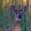 White-tailed deer Odocoileus virginianus fawn hiding behind tall grass during summer in Wisconsin. Royalty Free Stock Photo