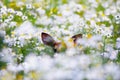 White-tailed deer (Odocoileus virginianus) fawn hiding in the flower field in autumn Royalty Free Stock Photo