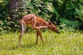 White-tailed deer fawn Royalty Free Stock Photo