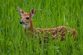 White-tailed deer fawn with spots standing in a field with tall grass during spring. Royalty Free Stock Photo