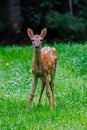 White-tailed deer fawn with spots standing in a hay field Royalty Free Stock Photo