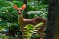 White-tailed deer Odocoileus virginianus fawn standing in the forest during summer in Wisconsin. Royalty Free Stock Photo