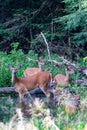 White-tailed deer odocoileus virginianus feeding in a Wisconsin creek Royalty Free Stock Photo