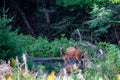 White-tailed deer odocoileus virginianus feeding in a Wisconsin creek Royalty Free Stock Photo