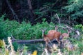 White-tailed deer odocoileus virginianus feeding in a Wisconsin creek Royalty Free Stock Photo