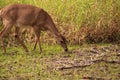 White-tailed deer Odocoileus virginianus forages for clover Royalty Free Stock Photo