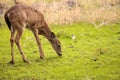 White-tailed deer Odocoileus virginianus forages for food Royalty Free Stock Photo