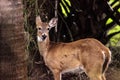 White-tailed deer Odocoileus virginianus forages for food Royalty Free Stock Photo