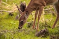 White-tailed deer Odocoileus virginianus forages for food Royalty Free Stock Photo