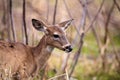 White-tailed deer Odocoileus virginianus forages for food Royalty Free Stock Photo