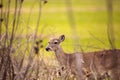 White-tailed deer Odocoileus virginianus forages for food Royalty Free Stock Photo