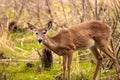 White-tailed deer Odocoileus virginianus forages for food Royalty Free Stock Photo