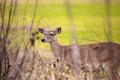 White-tailed deer Odocoileus virginianus forages for food Royalty Free Stock Photo