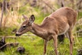 White-tailed deer Odocoileus virginianus forages for food Royalty Free Stock Photo