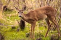 White-tailed deer Odocoileus virginianus forages for food Royalty Free Stock Photo