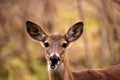 White-tailed deer Odocoileus virginianus forages for food Royalty Free Stock Photo