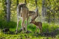 White-Tailed Deer (Odocoileus virginianus) Licks Her Fawn Royalty Free Stock Photo