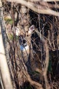 White-tailed deer odocoileus virginianus looking through the Wisconsin thick brush Royalty Free Stock Photo