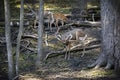 The white-tailed deer Odocoileus virginianus with magnificent antlers,