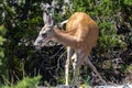 White-tailed Deer Odocoileus virginianus Royalty Free Stock Photo