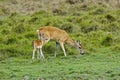 White-Tailed Deer, odocoileus virginianus, Mother and Fawn Royalty Free Stock Photo