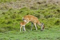 White-Tailed Deer, odocoileus virginianus, Mother and Fawn, Los Lianos in Venezuela Royalty Free Stock Photo