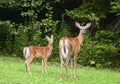 White-tailed Deer odocoileus virginianus with fawn in early spring Royalty Free Stock Photo