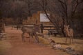 White Tailed Deer Odocoileus virginianus In Palo Duro Canyon, Texas Royalty Free Stock Photo