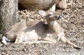 White-tailed Deer Royalty Free Stock Photo