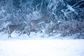 White-tailed deer Odocoileus virginianus running in a field on the edge of a Wisconsin forest in the winter Royalty Free Stock Photo