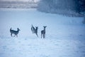 White-tailed deer Odocoileus virginianus running in a Wisconsin field in the winter Royalty Free Stock Photo