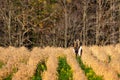 White-tailed deer odocoileus virginianus running in a Wisconsin soybean field in autumn Royalty Free Stock Photo