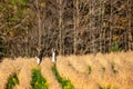 White-tailed deer odocoileus virginianus running in a Wisconsin soybean field Royalty Free Stock Photo