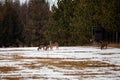 White-tailed deer odocoileus virginianus standing in a Wisconsin field next to a hunting blind Royalty Free Stock Photo