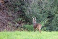 White-tailed deer odocoileus virginianus standing in a Wisconsin field next to pine trees Royalty Free Stock Photo