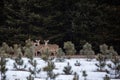 White-tailed deer odocoileus virginianus standing in a Wisconsin pine forest Royalty Free Stock Photo