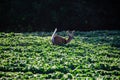 White-tailed deer odocoileus virginianus in velvet running through a Wisconsin soybean field Royalty Free Stock Photo