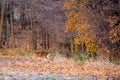 White-tailed deer odocoileus virginianus walking in a Wisconsin forest in late October Royalty Free Stock Photo