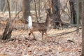The white-tailed deer (Odocoileus virginianus) Royalty Free Stock Photo