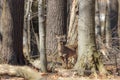 The white-tailed deer (Odocoileus virginianus) Royalty Free Stock Photo