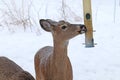 White-tailed deer Odocoileus virginianus in winter