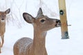 White-tailed deer Odocoileus virginianus in winter Royalty Free Stock Photo