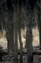 White-Tailed Deer (Odocoileus virginianus) through the Woods